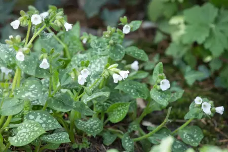 Pulmonaria 'Ice Ballet' - P9