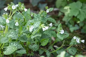 Pulmonaria 'Ice Ballet'