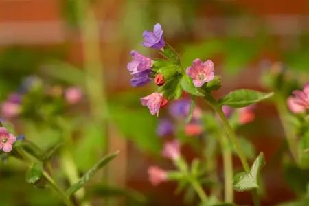 Pulmonaria 'Majest?' - P9 - image 1