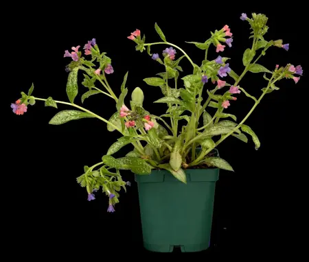 Pulmonaria 'Majest?' - P9 - image 2
