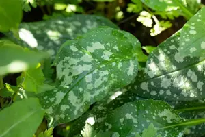 Pulmonaria 'Miss Elly'