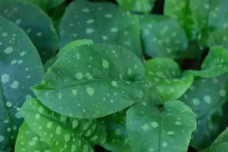 Pulmonaria 'Miss Elly' - P9 - image 2