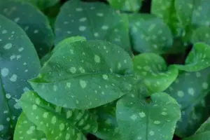 Pulmonaria 'Miss Elly' - P9 - image 2