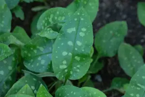 Pulmonaria 'Miss Elly' - P9 - image 3