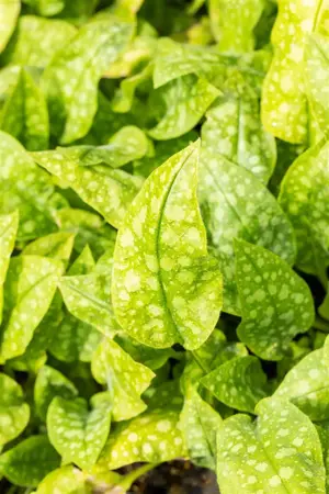 Pulmonaria off. 'Sissinghurst White - 1.5 Ltr pot - image 3