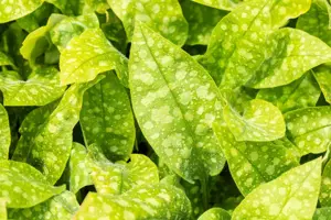 Pulmonaria off. 'Sissinghurst White - 1.5 Ltr pot - image 4