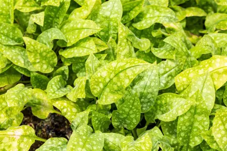 Pulmonaria off. 'Sissinghurst White - 2 Ltr pot - image 2