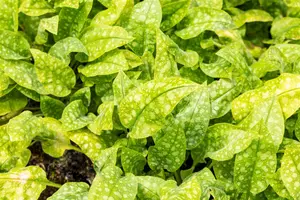 Pulmonaria off. 'Sissinghurst White - P11 - image 2