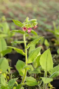 Pulmonaria rubra 'Redstart' - P9 - image 2