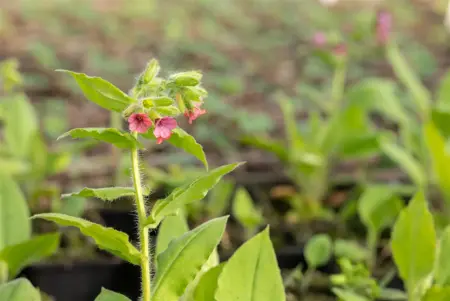 Pulmonaria rubra 'Redstart' - P9 - image 1