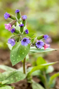 Pulmonaria s. 'Mrs Moon' - 2 Ltr pot - image 5