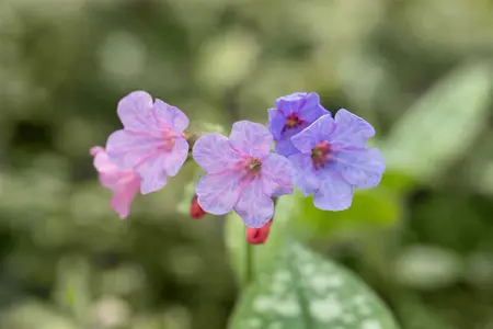 Pulmonaria s. 'Mrs Moon' - 2 Ltr pot - image 3