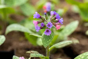 Pulmonaria s. 'Mrs Moon' - 2 Ltr pot - image 4