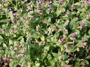 Pulmonaria s. 'Mrs Moon'