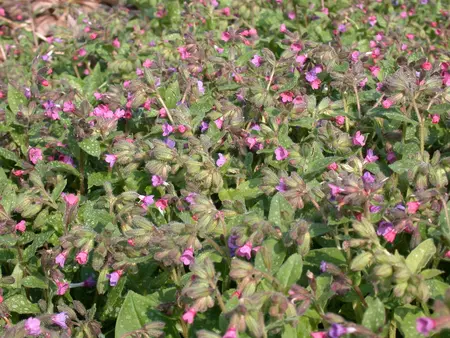 Pulmonaria s. 'Mrs Moon' - 2 Ltr pot - image 2