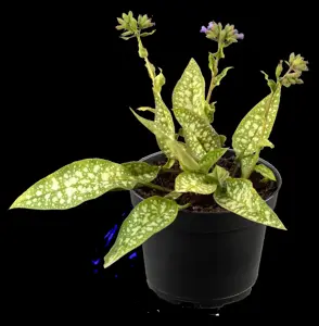 Pulmonaria 'Trevi Fountain'
