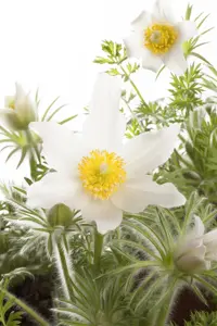 Pulsatilla vulg. 'Alba'