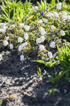 Pulsatilla vulg. 'Alba' - P9 - image 3