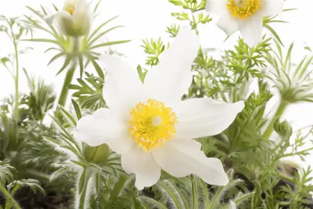 Pulsatilla vulg. 'Alba' - 2 Ltr pot - image 2