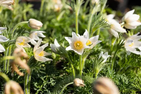 Pulsatilla vulg. 'Alba' - 2 Ltr pot - image 4