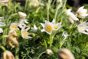 Pulsatilla vulg. 'Alba' - 2 Ltr pot - image 4