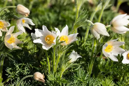 Pulsatilla vulg. 'Alba' - 2 Ltr pot - image 5
