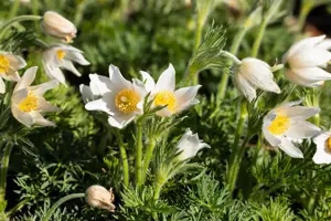Pulsatilla vulg. 'Alba' - 2 Ltr pot - image 5