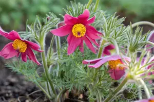 Pulsatilla vulg. 'Papageno'
