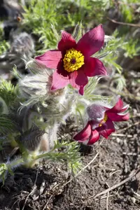 Pulsatilla vulg. 'R?de Klokke'(Red Cloak)