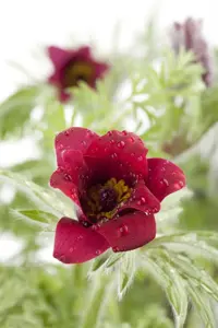 Pulsatilla vulg. 'R?de Klokke'(Red Cloak) - P9 - image 4