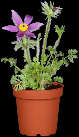Pulsatilla vulg. 'R?de Klokke'(Red Cloak) - P9 - image 2