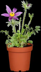 Pulsatilla vulg. 'R?de Klokke'(Red Cloak) - P9 - image 2