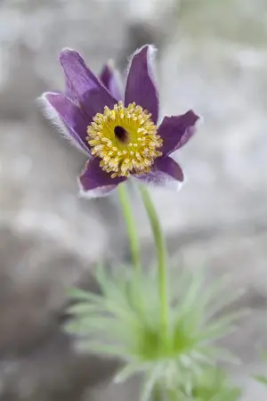 Pulsatilla vulg. 'Violet Blue' - P13