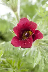 Pulsatilla vulgaris