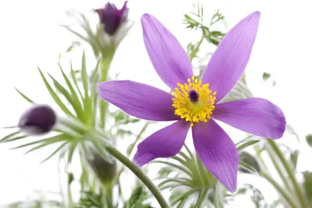 Pulsatilla vulgaris - 2 Ltr pot - image 2