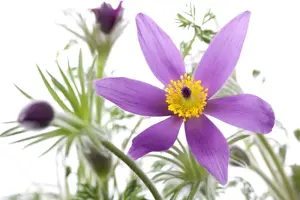 Pulsatilla vulgaris - 2 Ltr pot - image 2