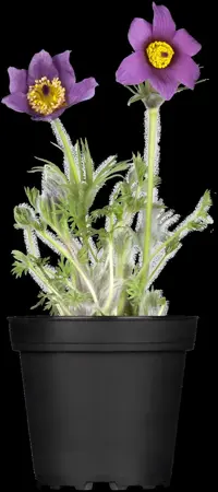 Pulsatilla vulgaris - P9 - image 3