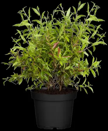 Punica gran. 'Nana' - P9 - image 1