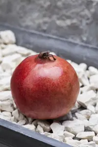 Punica granatum
