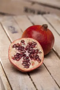 Punica granatum - STD 16-18 CM CONT    - image 3
