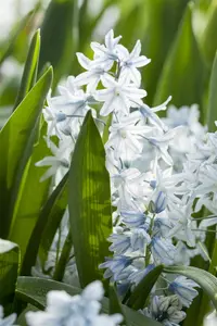 Puschkinia scilloides var Libanotica - flower bulb 6/8 - image 4