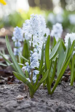 Puschkinia scilloides var Libanotica - flower bulb 6/8 - image 2