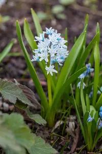 Puschkinia scilloides var Libanotica - flower bulb 6/8 - image 3