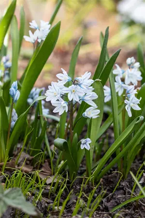 Puschkinia scilloides var Libanotica - flower bulb 6/8 - image 4