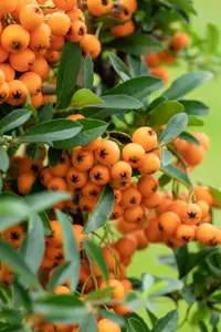 Pyracantha cocc. 'Lani' - 100-125 CM C2 - image 5