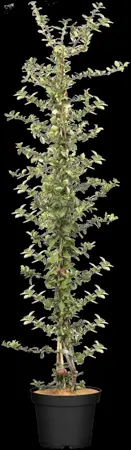 Pyracantha cocc. 'Lani' - 100-125 CM C2 - image 1