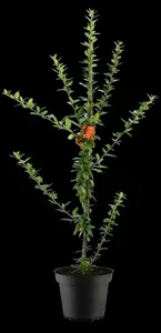 Pyracantha cocc. 'Orange Star'