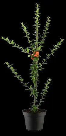 Pyracantha cocc. 'Orange Star' - LINERS 18 CEL TRAY P9 SIZE