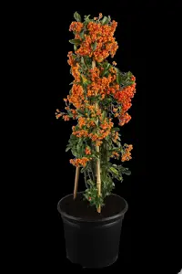 Pyracantha cocc. 'Red Column' - C2, single cane (60 cm) - image 2