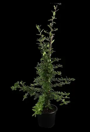 Pyracantha cocc. 'Red Column' - C2, single cane (60 cm) - image 1